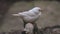 Australian Zebra Finch Perching On Wood. Taeniopygia Castanotis. closeup