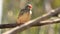 Australian zebra finch red beak