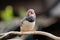 Australian zebra finch in the sun