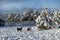 Australians Shepherds Enjoying Snow