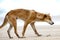 Australien dingo - wild dog on beach of Fraser Island