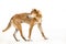 Australien dingo - wild dog - Fraser Island  Australia