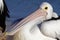 Australien pelican resting on beach, Shark Bay