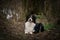 Australien shepherd is lying in forest on the road.