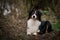 Australien shepherd is lying in forest on the road.