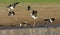 Australische Jacana, Comb-crested Jacana, Irediparra gallinacea; Australische Steltkluut, White-headed Stilt, Himantopus