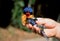 Australische Vlagstaartijsvogel, Buff-breasted Paradise-Kingfish