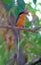 Australische Vlagstaartijsvogel, Buff-breasted Paradise-kingfisher, Tanysiptera sylvia