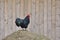 Australorp chicken