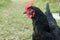 Australorp chicken (close up)