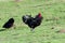Australorp chicken on a meadow
