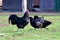 Australorp chicken on a meadow