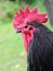 Australorp rooster