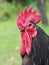 Australorp rooster