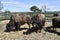 Austria, Bison breeding