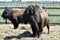 Austria, Bison breeding