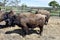 Austria, Bison breeding