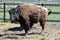 Austria, Bison breeding