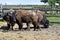 Austria, Bison breeding