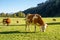 Austria. Dairy cows graze in an alpine meadow surrounded by the Alps