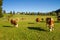 Austria. Dairy cows graze in an alpine meadow surrounded by the Alps