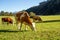 Austria. Dairy cows graze in an alpine meadow surrounded by the Alps