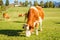 Austria. Dairy cows graze in an alpine meadow surrounded by the Alps