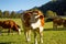 Austria. Dairy cows graze in an alpine meadow surrounded by the Alps