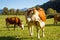 Austria. Dairy cows graze in an alpine meadow surrounded by the Alps