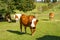 Austria. Dairy cows graze in an alpine meadow surrounded by the Alps