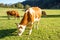 Austria. Dairy cows graze in an alpine meadow surrounded by the Alps