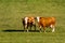 Austria. Dairy cows graze in an alpine meadow surrounded by the Alps