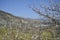 Austria, Danube Valley, Apricot Trees