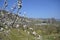 Austria, Danube Valley, Apricot Trees