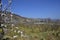 Austria, Danube Valley, Apricot Trees