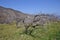 Austria, Danube Valley, Apricot Trees