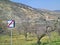 Austria, Danube Valley, Apricot Trees