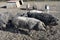 Austria, Mangalica Pigs
