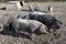 Austria, Mangalica Pigs