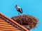 Austria, rust. nest of a stork