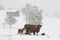 Austria, Salzburg, Altenmarkt-Zauchensee, Highland Cattle standing in snow