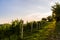 Austria, south styria vineyards travel destination. Tourist spot for vine