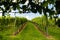 Austria, south styria vineyards travel destination. Tourist spot for vine