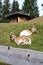 Austria, Tannheim Valley, goats