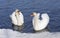 Austria. Zell-Am-See. Couple of tender swans