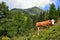 Austrian Alps - cow in mountains