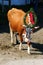 Austrian cow with a headdress during a cattle drive in Tyrol, Austria.