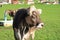 Austrian cows relaxing on a meadow