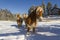 Austrian Haflinger Horses