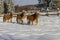 Austrian Haflinger Horses